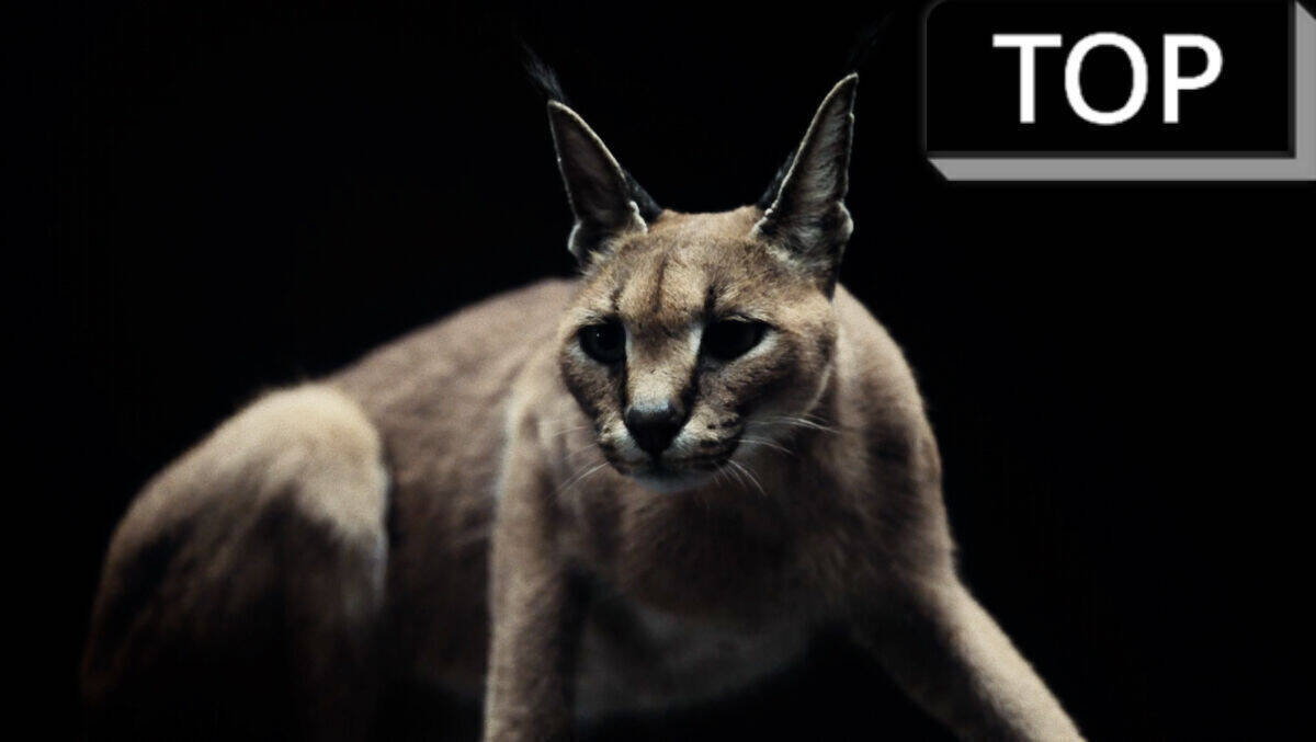 Geräusche und Bilder gehen bei der Sennheiserkampagne Hand in Hand.