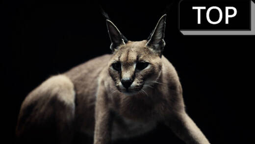 Geräusche und Bilder gehen bei der Sennheiserkampagne Hand in Hand.