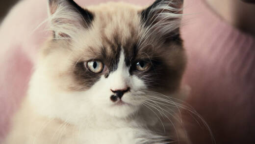 So niedlich ... und doch so gefährlich.