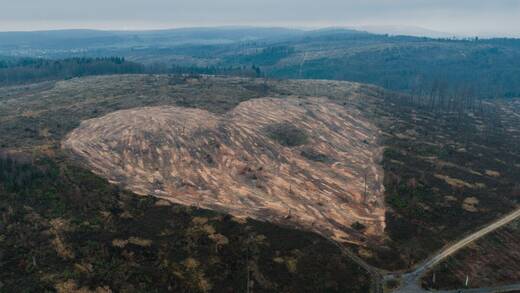In der Nähe von Bad Driburg im Eggegebirge entsteht der neue "Herzwald" 