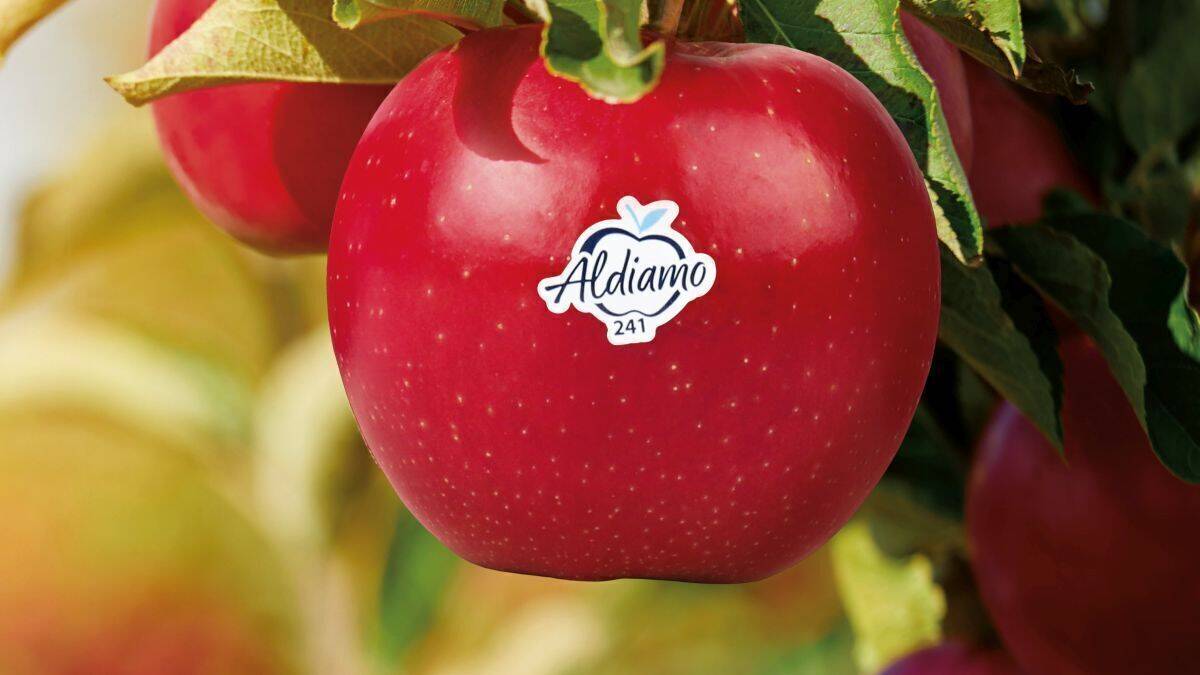 Aldiamo - neue Sorte, neuer Name.