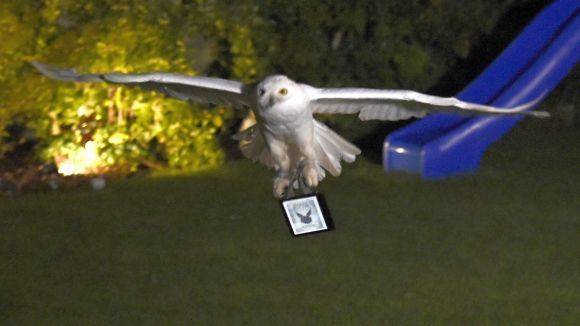 Für Werbezwecke hat der Online-Händler Amazon einen ungewöhnlichen Paketboten engagiert: eine Schnee-Eule.