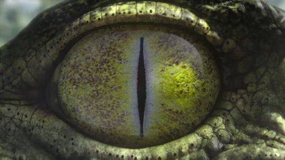 Die BBC beschwört die Magie des Dschungels.