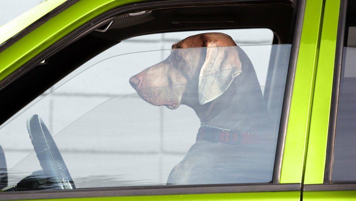 Wenn´s um Autowerbung geht, zeigt sich so mancher Vierbeiner als gut gebuchter Influencer.