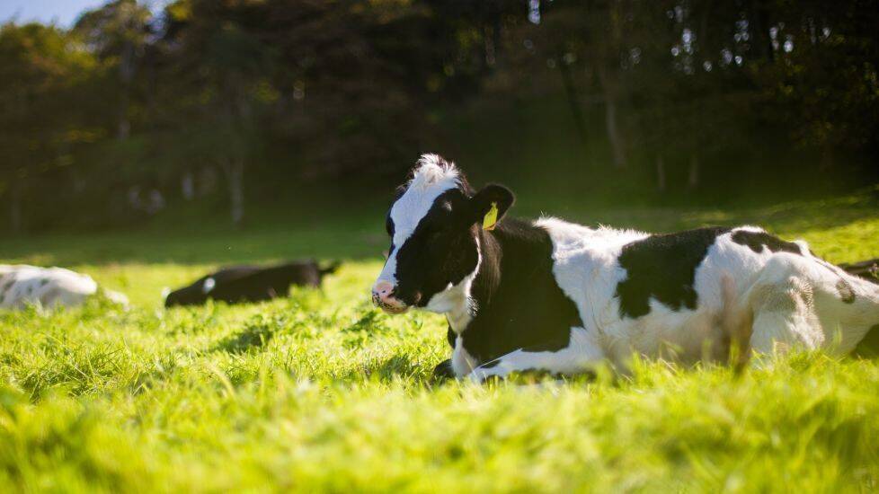 Vox setzt sich bei "Meat the Family" kritisch mit dem Thema Fleischkonsum auseinander.