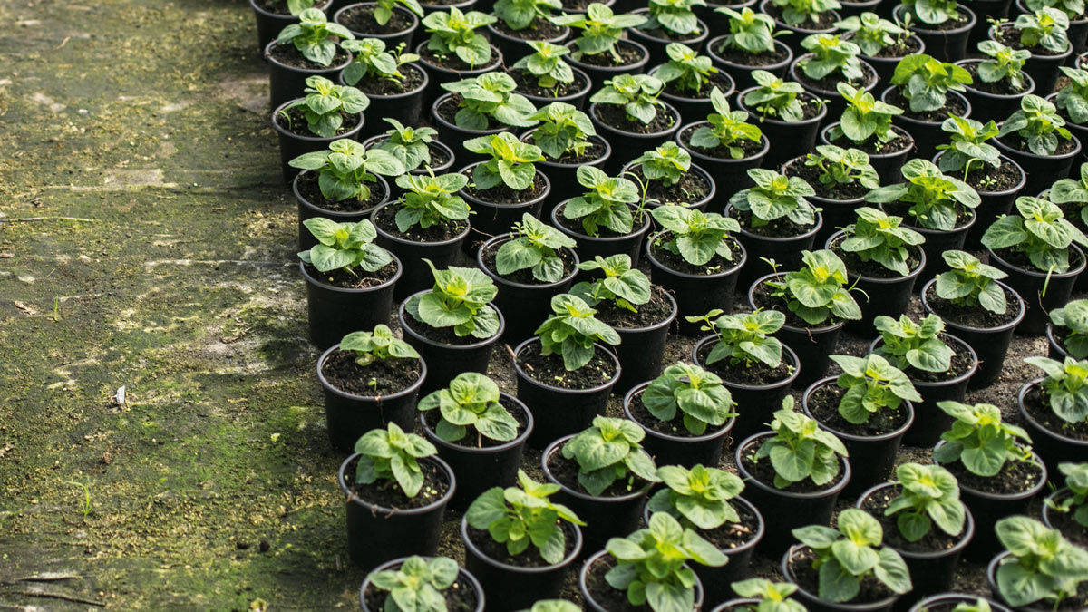 Voice-Marketing ist ein kleines Pflänzchen. Skills (Amazon) und Actions (Google) haben nur wenige in petto.